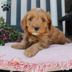 Rebecca, Mini Goldendoodle Puppy