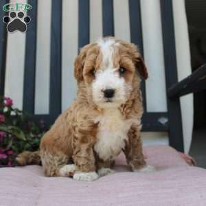 Ruby, Mini Goldendoodle Puppy