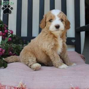 Renee, Mini Goldendoodle Puppy