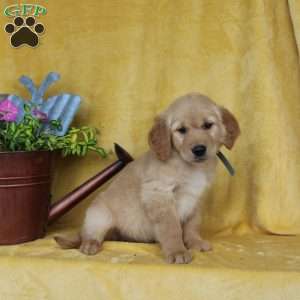Dakota, Golden Retriever Puppy
