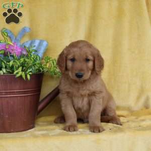 Dean, Golden Retriever Puppy