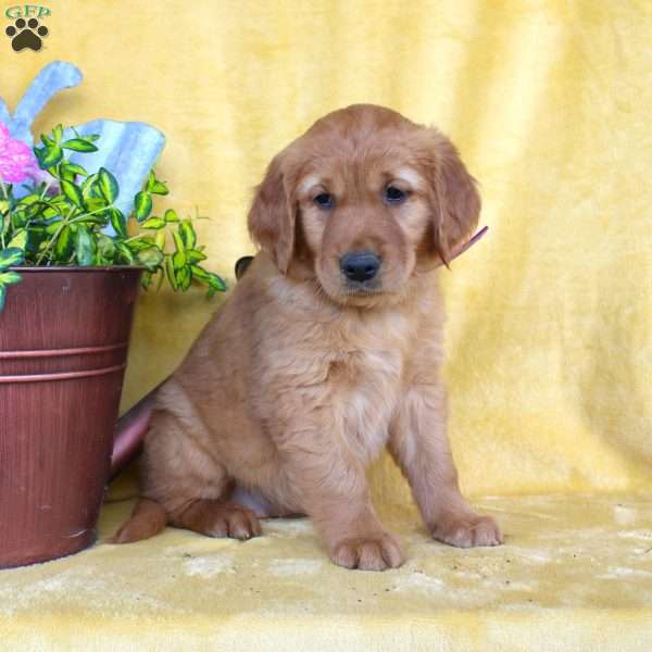 Delilah, Golden Retriever Puppy