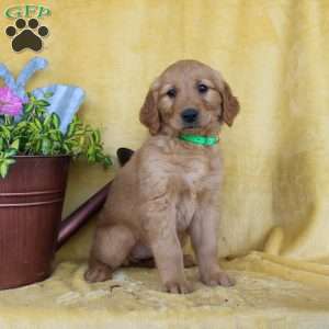 Daphne, Golden Retriever Puppy