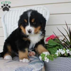 Robert, Bernese Mountain Dog Puppy