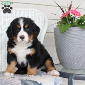 Rebecca, Bernese Mountain Dog Puppy