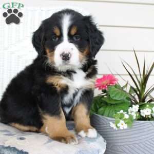 Rose, Bernese Mountain Dog Puppy