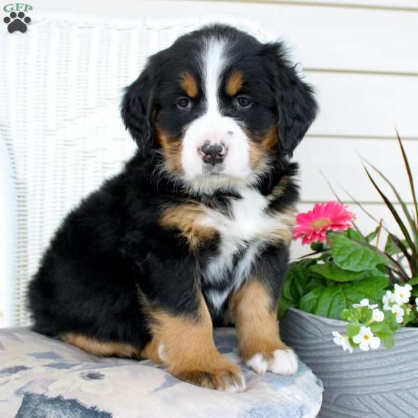 Rose, Bernese Mountain Dog Puppy