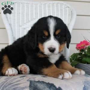 Ricky, Bernese Mountain Dog Puppy
