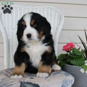 Rocky, Bernese Mountain Dog Puppy