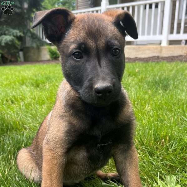 Sierra, Belgian Malinois Puppy