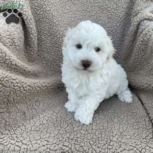 Ezra, Havanese Puppy