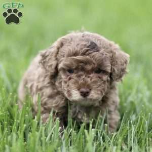 Hailey, Toy Poodle Puppy