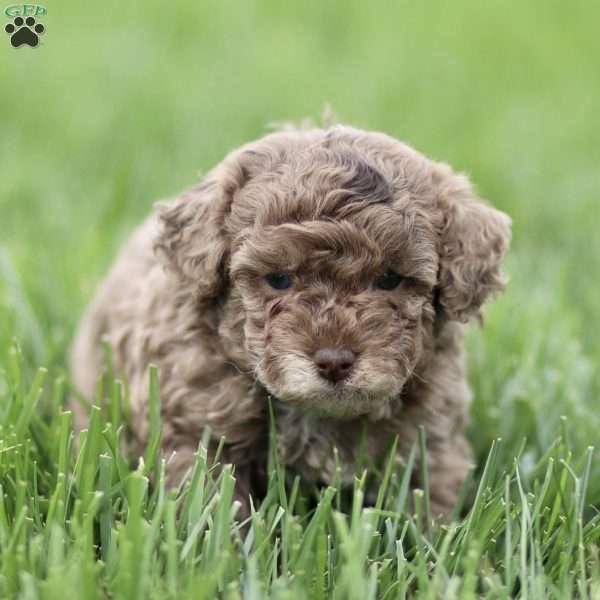 Hailey, Toy Poodle Puppy