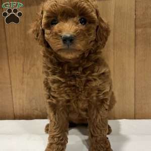 Poppy, Toy Poodle Puppy