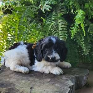 Riley, Dachshund Mix Puppy