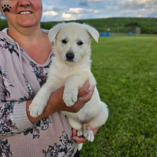 Jamie, German Shepherd Puppy