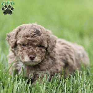 Hailey, Toy Poodle Puppy