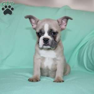 Regina, French Bulldog Puppy