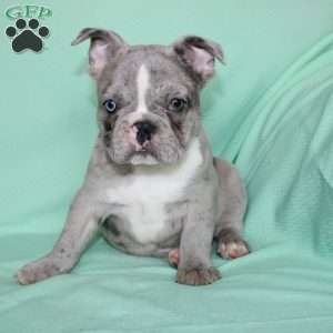 Rover, French Bulldog Puppy