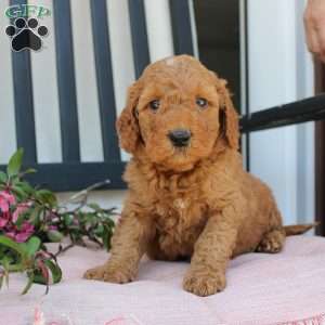 Robert, Mini Goldendoodle Puppy