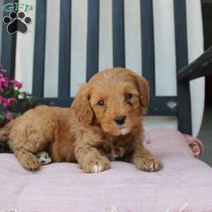 Ricky, Mini Goldendoodle Puppy