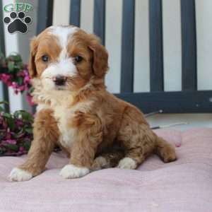 Rachel, Mini Goldendoodle Puppy