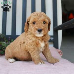 Rose, Mini Goldendoodle Puppy