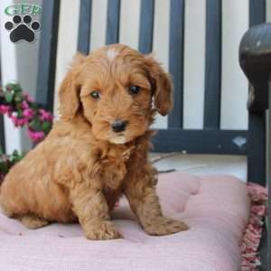 Rebecca, Mini Goldendoodle Puppy