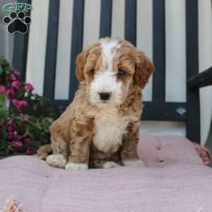 Ruby, Mini Goldendoodle Puppy