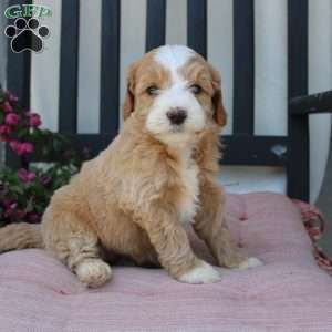 Renee, Mini Goldendoodle Puppy