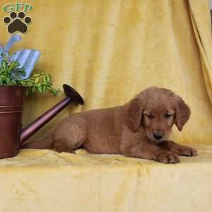 Dixon, Golden Retriever Puppy