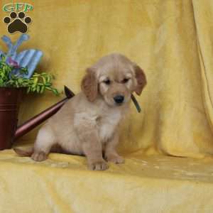 Dakota, Golden Retriever Puppy