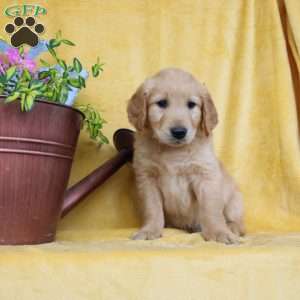 Dan, Golden Retriever Puppy
