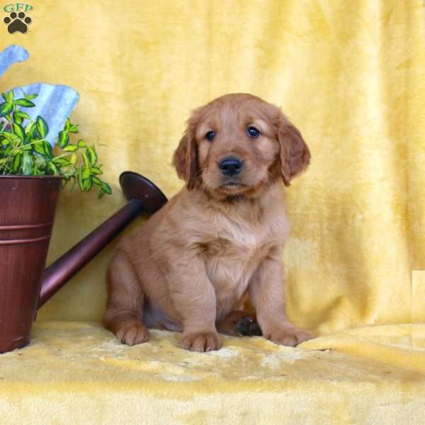 Dexter, Golden Retriever Puppy