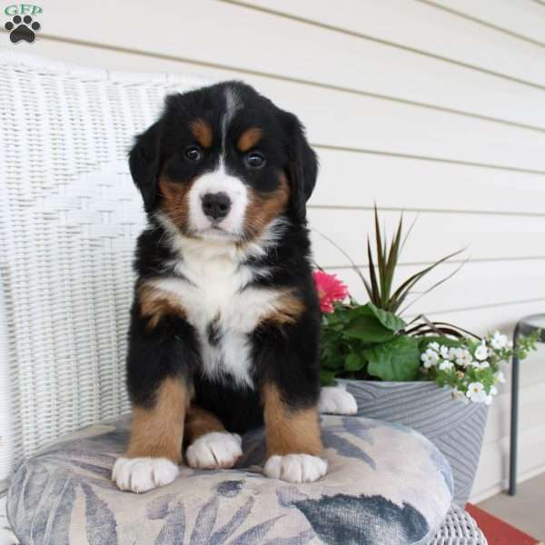 Rachel, Bernese Mountain Dog Puppy