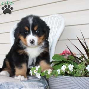 Robert, Bernese Mountain Dog Puppy