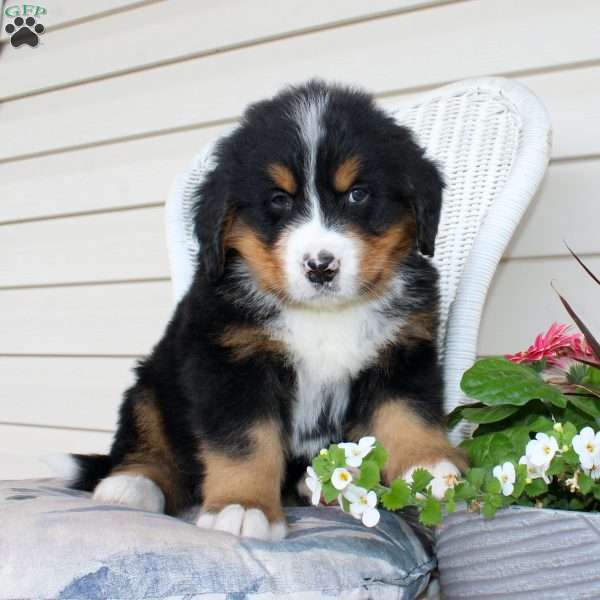 Robert, Bernese Mountain Dog Puppy
