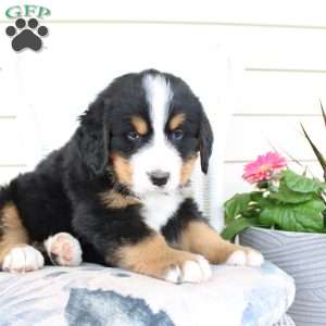 Ricky, Bernese Mountain Dog Puppy