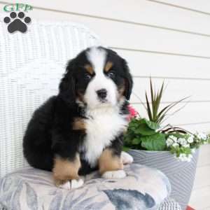 Rocky, Bernese Mountain Dog Puppy