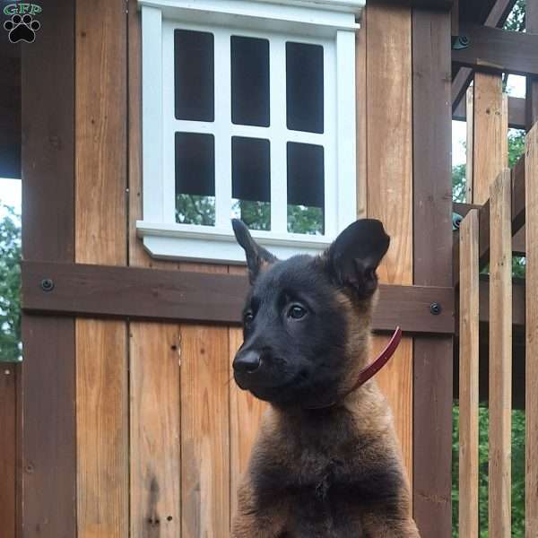 Callie, Belgian Malinois Puppy
