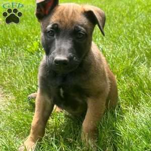 Ivy, Belgian Malinois Puppy