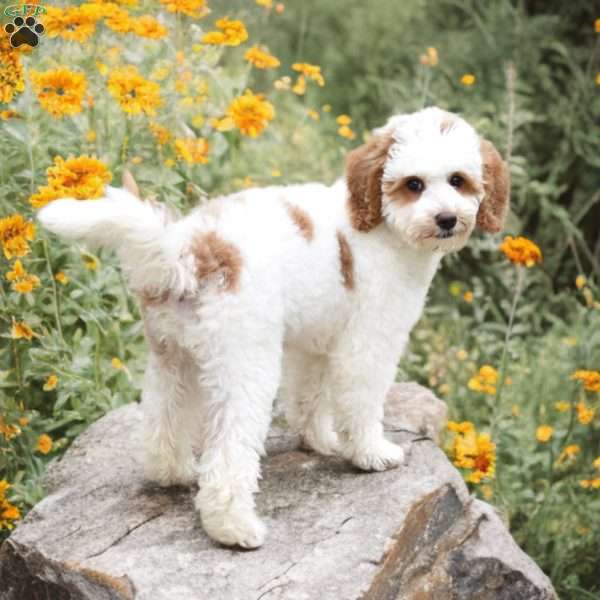 Jewel, Mini Goldendoodle Puppy