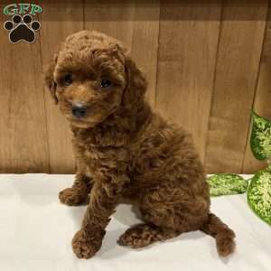 Poppy, Toy Poodle Puppy