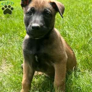 Ivy, Belgian Malinois Puppy