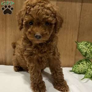 Paisley, Toy Poodle Puppy