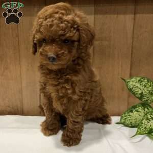 Paisley, Toy Poodle Puppy
