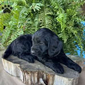 Remi, Dachshund Mix Puppy