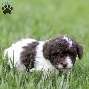 Hayes, Toy Poodle Puppy