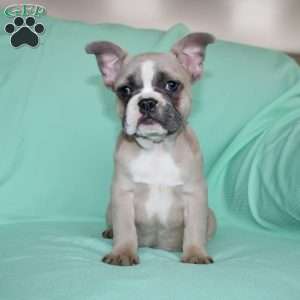 Regina, French Bulldog Puppy