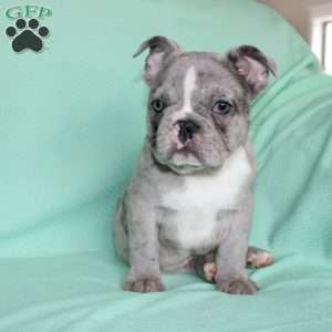 Rover, French Bulldog Puppy